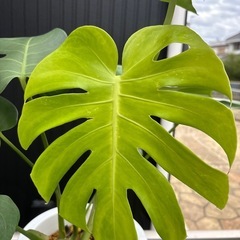 観葉植物　モンステラ　デリシオサの画像