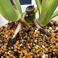 観葉植物　モンステラ　デリシオサの画像