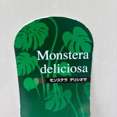 観葉植物　モンステラ　デリシオサの画像