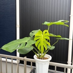 観葉植物　モンステラ　デリシオサの画像