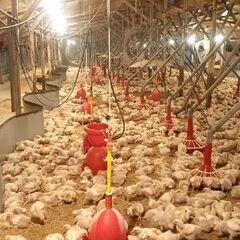 養鶏場　で、ひよこの世話をしてくれるスタッフ　の募集ですの画像