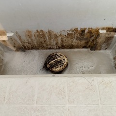 お風呂場、水回り掃除