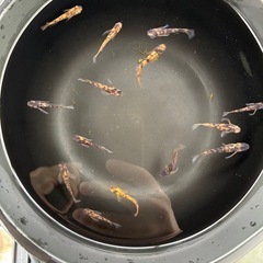 金閣　メダカの画像