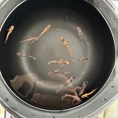 金閣　メダカの画像