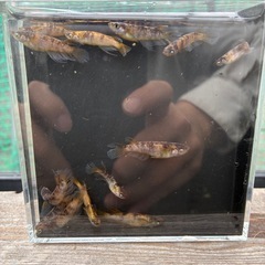 金閣　メダカの画像