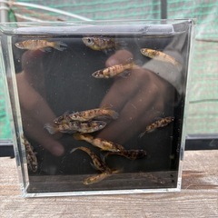 金閣　メダカの画像