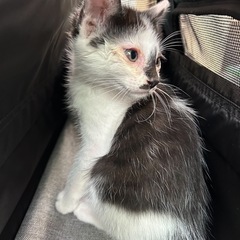 白黒ねこ