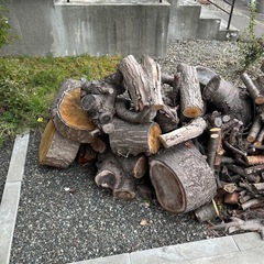 今年伐採した薪です。の画像