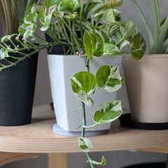 ポトス　観葉植物用の土使用の画像