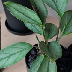 カラテア　品種不明の画像