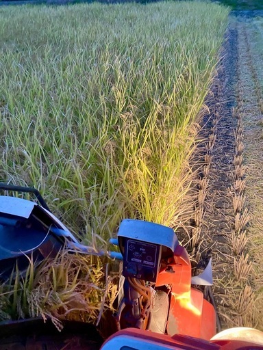 【受付終了】①新米 R7年産　あいちのかおり 玄米30㎏  お米