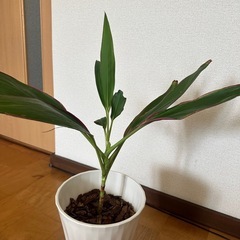 コルディリネ鉢植えの画像