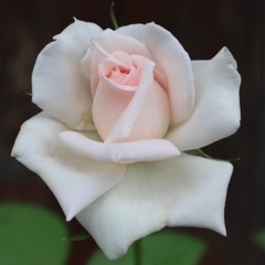 バラ苗2年生 プリティカレン 芳香蕾つきの画像