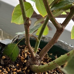 バラ苗2年生 プリティカレン 芳香蕾つきの画像