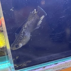 フロマージュ　メダカ　１０匹の画像