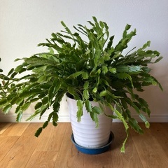 観葉植物の画像