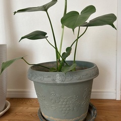 観葉植物の画像