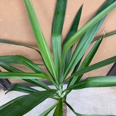 ユッカ青年の木の画像