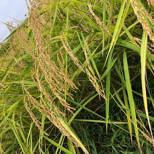 新米　減農薬　お米　10kg 8,000円