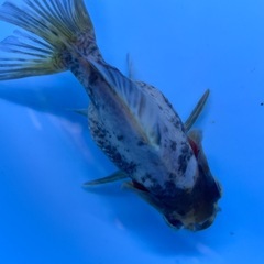 金魚　ドラゴンスケール　キンギョ　きんぎょの画像
