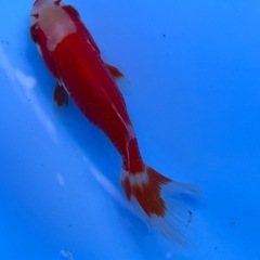金魚　ドラゴンスケール　キンギョ　きんぎょの画像