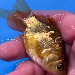 金魚　ドラゴンスケール　キンギョ　きんぎょの画像