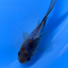 金魚　ドラゴンスケール　キンギョ　きんぎょの画像