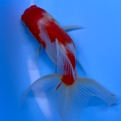 桜東錦　金魚　キンギョ　きんぎょの画像