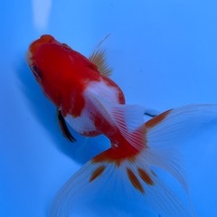 桜東錦　金魚　キンギョ　きんぎょの画像