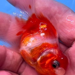 桜東錦　金魚　キンギョ　きんぎょの画像