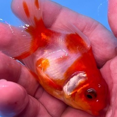 桜東錦　金魚　キンギョ　きんぎょの画像