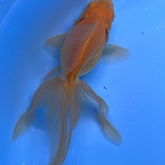 アルビノ琉金　金魚　キンギョ　きんぎょの画像