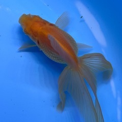 アルビノ琉金　金魚　キンギョ　きんぎょの画像