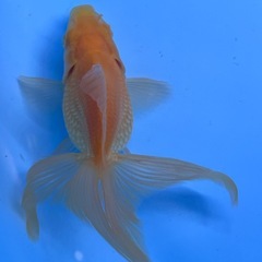 アルビノ琉金　金魚　キンギョ　きんぎょの画像