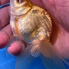 アルビノ琉金　金魚　キンギョ　きんぎょの画像