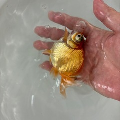 品評会入賞記念にてにて特別出品　金魚　蝶尾　当歳　約11センチ　今週のみ出品の画像
