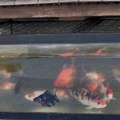 錦鯉・玉鯖まとめて､3000円の画像