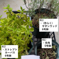 お庭の整理。第6弾。【完売御礼。ありがとうございました！】の画像