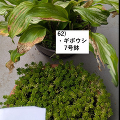 お庭の整理。第6弾。【完売御礼。ありがとうございました！】の画像