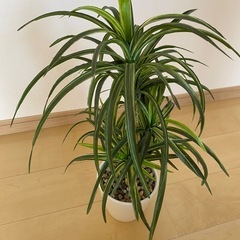 取引中　観葉植物　フェイクグリーンの画像