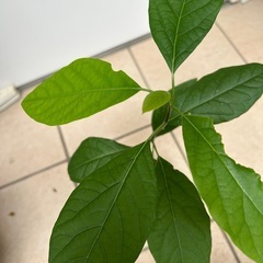 植物　アボカド　実生苗の画像