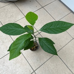 植物　アボカド　実生苗の画像