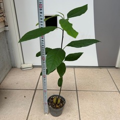 植物　アボカド　実生苗の画像
