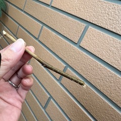 エバーフレッシュ　挿し木の画像