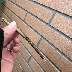 エバーフレッシュ　挿し木の画像
