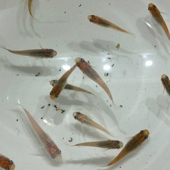【10/22引き取り限定】ラメMIXメダカ🐟成魚若魚　15匹の画像