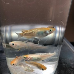 【10/22引き取り限定】ラメMIXメダカ🐟成魚若魚　15匹の画像