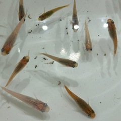 【10/22引き取り限定】ラメMIXメダカ🐟成魚若魚　15匹の画像