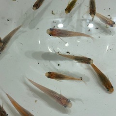 【10/22引き取り限定】ラメMIXメダカ🐟成魚若魚　15匹の画像