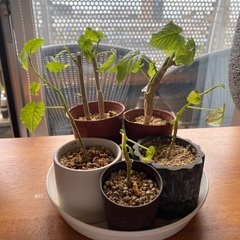 ウンベラータ　苗　小型　観葉植物　フィカスの画像